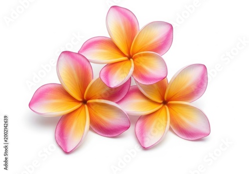Soft pastel plumeria flowers watercolor cluster