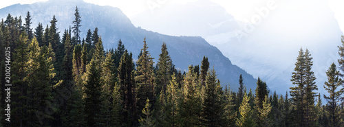 Thick evergreen forest in a park with soft sidelight and a blue mountain in the background fading into a transparent upper frame.