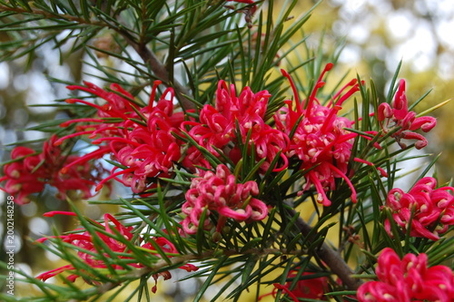 Rosemary grevillea (Grevillea rosmarinifolia) flowers.