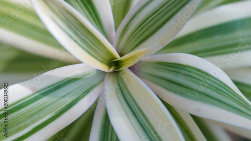 Φωτογραφία Top view macro shot of variegated Dracaena leaves with white and green stripes