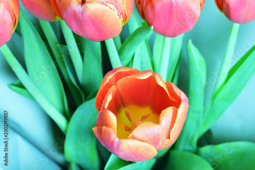 Fotografie bouquet of tulips, close-up and zenith view