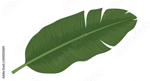 Large green banana leaf with detailed texture and vein patterns is isolated on a white background for tropical nature design.