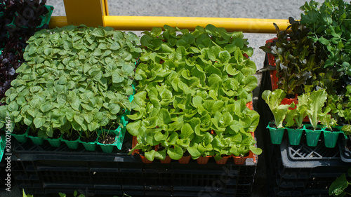 Foto Fresh green lettuce and perilla seedlings in plastic trays for sale at a market