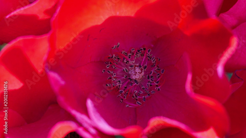 фотографія Intense macro shot of a deep red rose center with dark stamens and soft petal cu