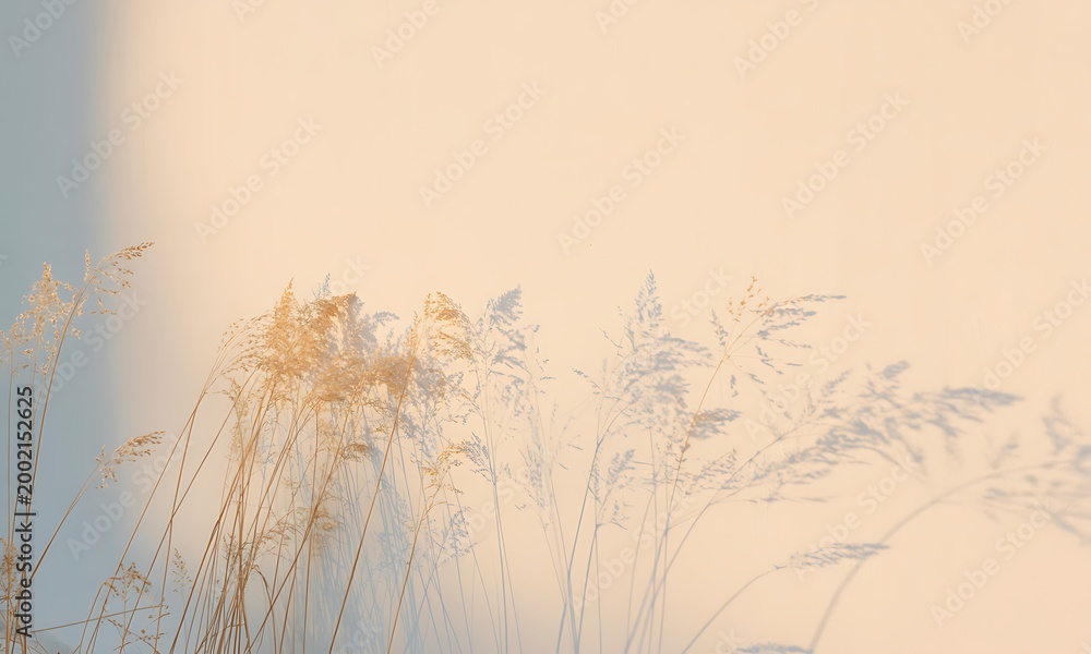 Fototapeta premium Tall wild grass swaying in the gentle warm light of a golden sunset