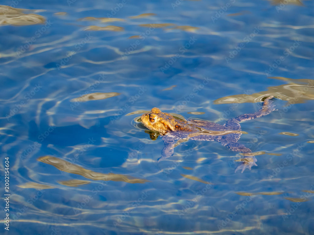 Fototapeta premium Toad swimming in blue water close-up with golden reflections and rippled surface
