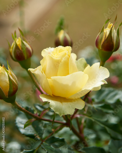 Tableau sur toile yellow rose bloom surrounded by buds in natural garden soft focus background