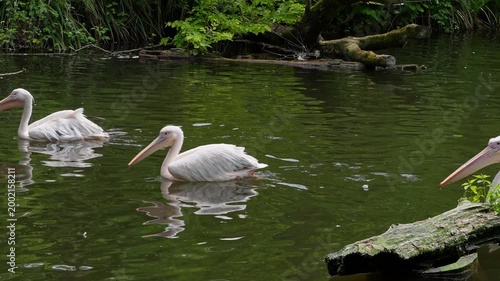 The Great White Pelican, Pelecanus onocrotalus also known as the rosy pelican is a bird in the pelican family.