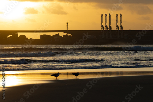 Canvas Print Two Seagulls on a Sunset Shoreline