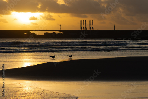 Tableau sur toile Two Seagulls on a Sunset Shoreline