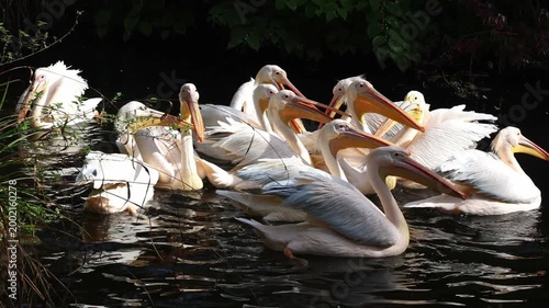 The Great White Pelican, Pelecanus onocrotalus also known as the rosy pelican is a bird in the pelican family.