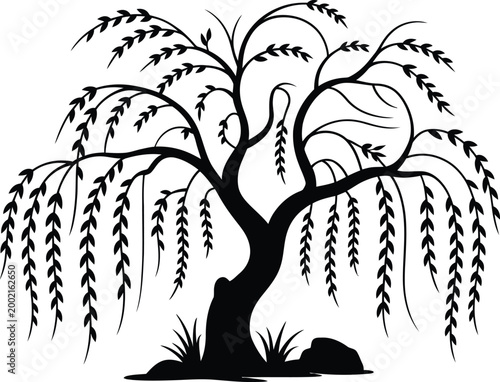 A graceful black willow tree with long sweeping branches and leaves.