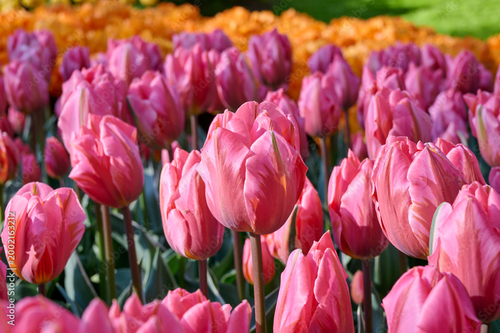 Obraz premium soft pink flame tulip Pretty Princess