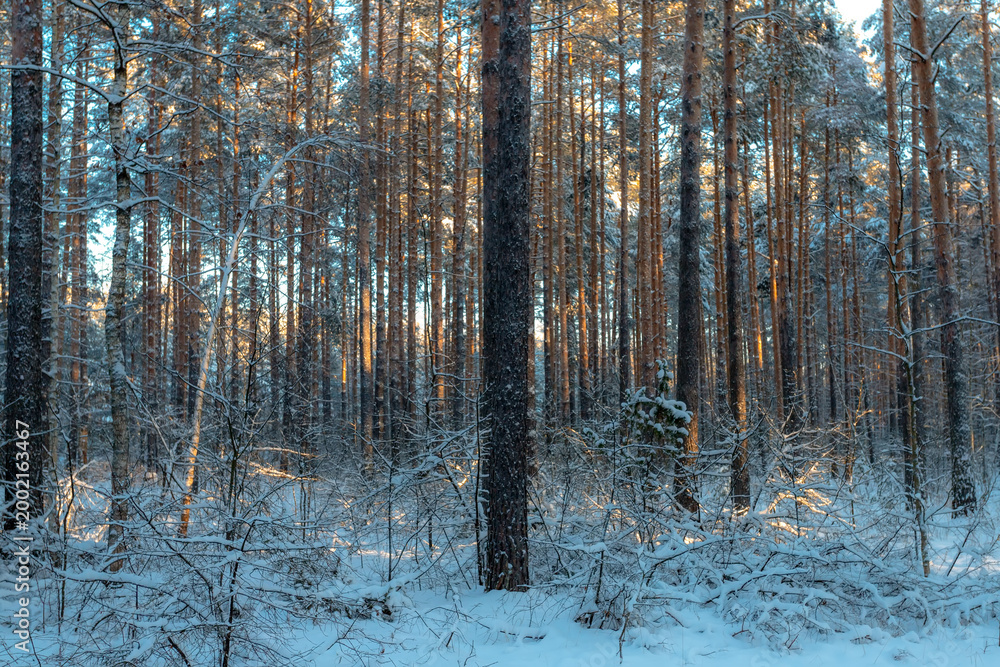 Fototapeta premium Sunny morning in a winter snowy forest. Frosty morning. Frost falls from the trees.
