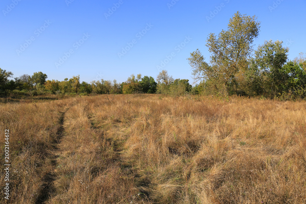 Fototapeta premium Golden meadow with a winding path leading towards a distant treeline under a clear blue sky