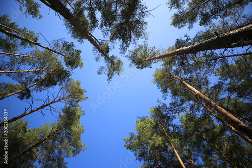 Looking up through tall pine trees towards a clear blue sky on a sunny day