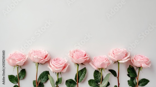 Fresh Pink Roses Lined Up on Light Background