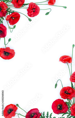 Red poppy flowers with buds and green leaves isolated on white background with copy space. Top view, flat lay
