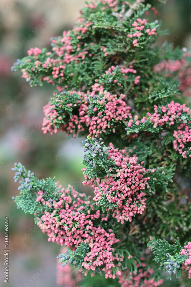 Obraz premium Red pollen cones on a Chamaecyparis lawsoniana 'Wisselii' or Lawson's cypress 