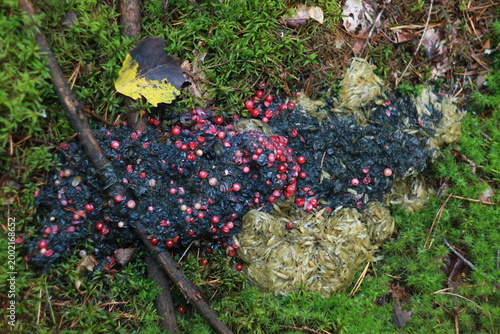 Bear Scat with Cranberries and Oats on Mossy Forest Floor