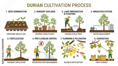 This infographic illustrates the complete durian cultivation process, from seed germination through various growth stages to the final harvesting of the fruit.