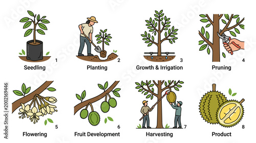 Visual guide illustrating the complete durian cultivation process from seedling planting to fruit harvesting and final product