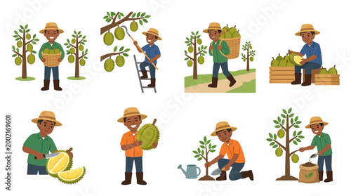 A farmer is shown engaged in various activities related to durian fruit cultivation and harvesting, illustrating the complete agricultural process.