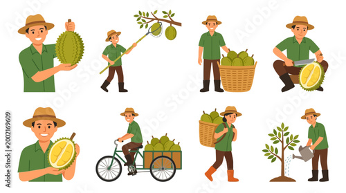 Farmers harvesting, cutting, transporting, and planting durian fruits showcasing the entire cultivation process for an agricultural concept.