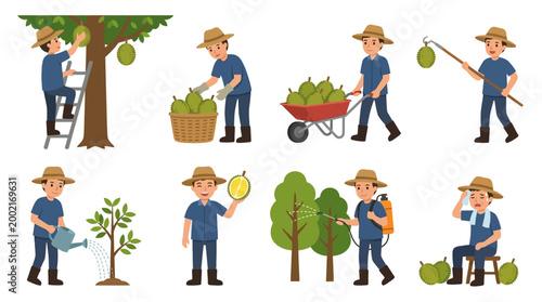 Farmer meticulously harvests and cultivates durian fruits, showcasing the entire cultivation process from tree to farm.