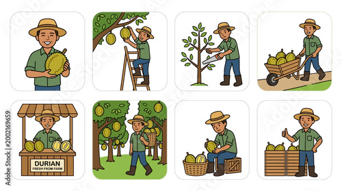 Professional farmer performing various essential daily tasks including harvesting processing and selling fresh durian fruit from his sustainable organic farm