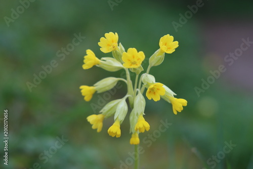 фотографія Yellow cowslips in a meadow in spring