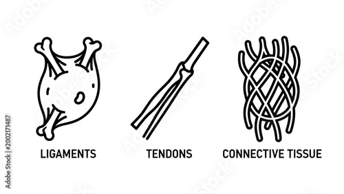 Diagram of human ligaments tendons connective tissue illustrating anatomical structures human body skeletal system fibrous tissue types body parts tendon structure ligament structu