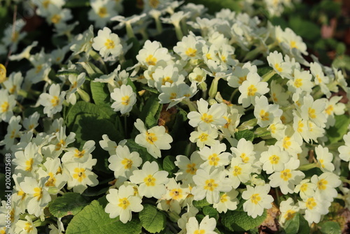 Photography Wild primroses in a woodland in spring