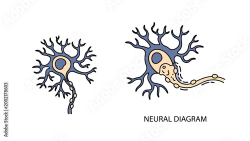 Neuron diagram and neural network illustration with nervous system brain activity line art illustration dendrites consciousness learning cognition psychology medicine healthcare research