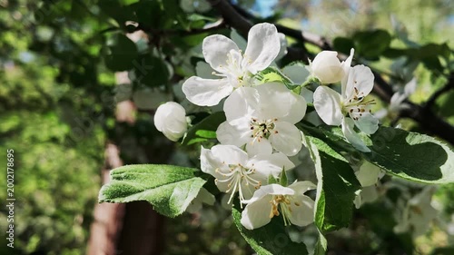 Malus sargentii Detail Blüte