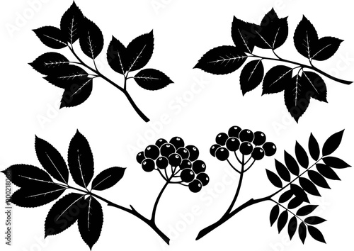 Black silhouette of rowan berries and leaves white background, isolated