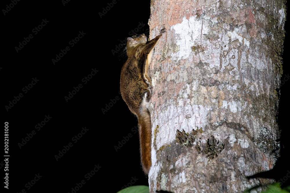 Obraz premium Hairy-footed Flying-squirrel on a tree trunk in Thailand, Asia.
