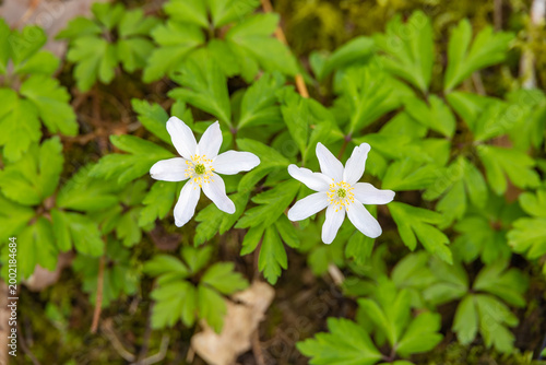 Close-up of Two Delicate White Wood Anemone Flowers in a Spring Forest