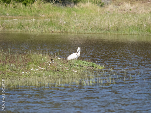 spatule blanche nettoie son plumage, au bord d'un étang, les plumes de la tête secouées par le vent