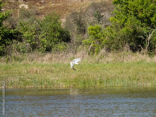 atterrissage d'une spatule blanche dans l'herbe à côté d'un étang, pattes en avant, ailes déployées, tête et cou en avant