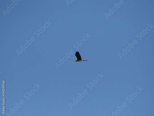 héron cendré en vol sur fond de ciel bleu, au dessus du marquenterre, ailes déployées, corps droit et pattes allongées