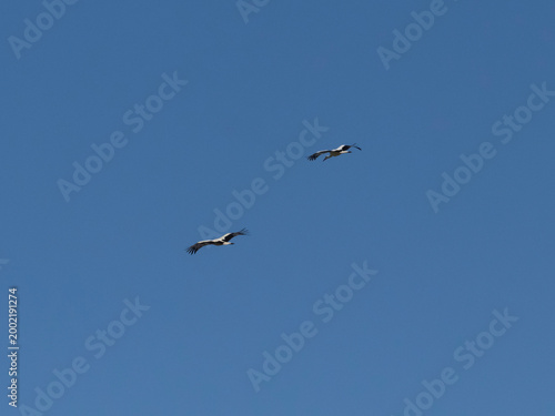 deux cigognes volent en parallèle, ailes déployées, sur fond de ciel bleu, au dessus du parc du marquenterre, pendant leur migration