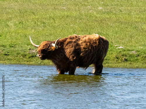vache écossaise debout dans l'eau d'un étang