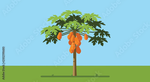 A mature papaya tree with orange ripe fruits in a green garden field