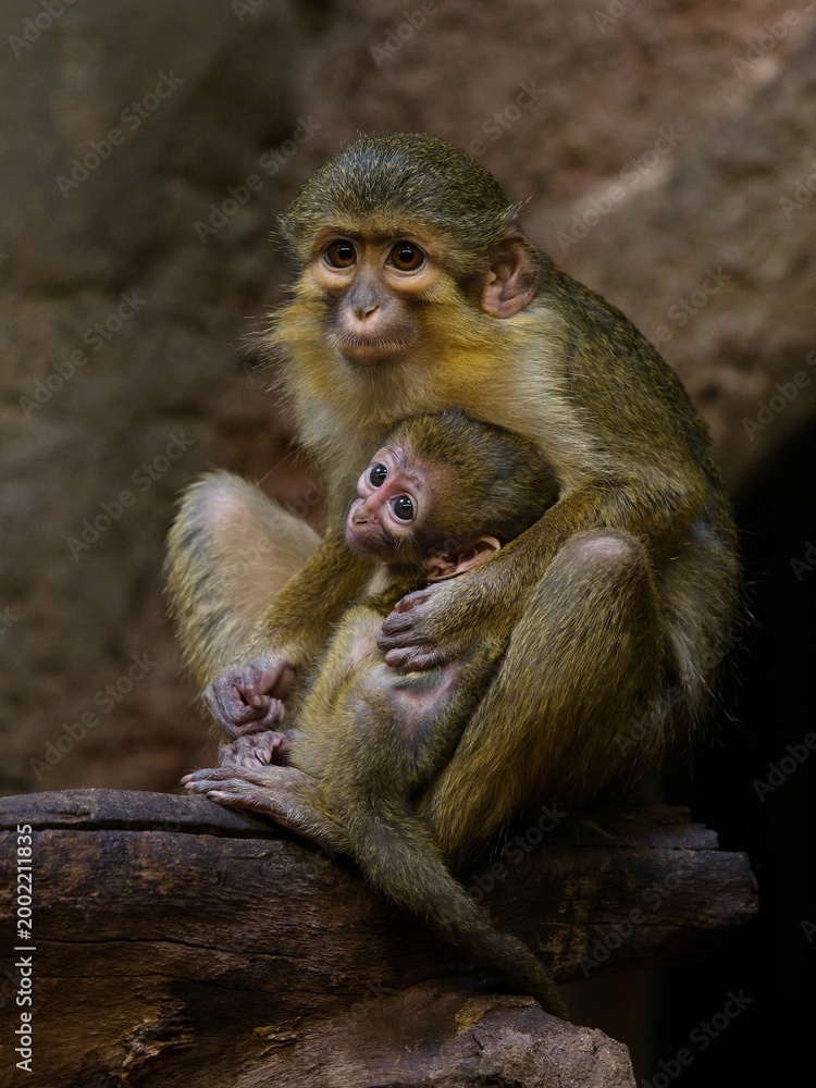 Fototapeta premium Northern talapoin
