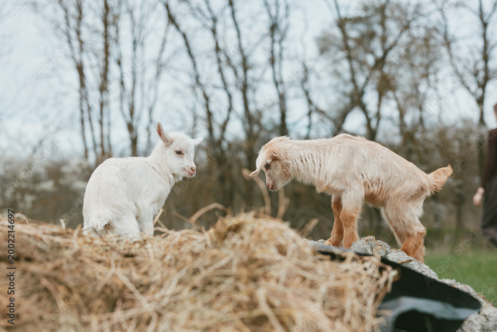 Obraz premium Two young goats interact playfully on a pile of hay in a natural outdoor setting during a cloudy day in early spring.