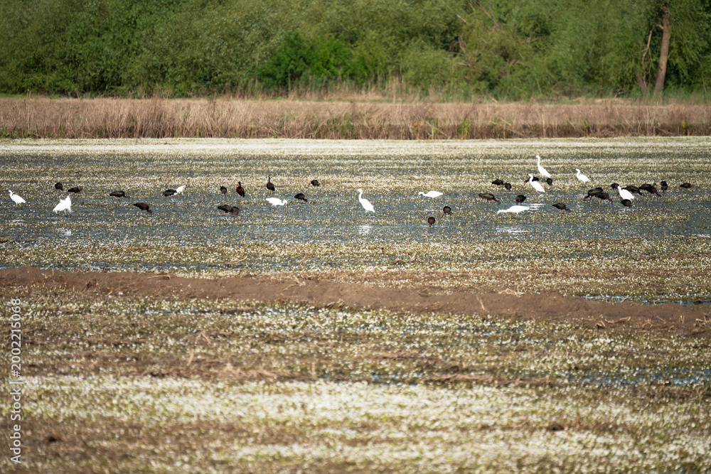 Fototapeta premium Black ibis and white herons searching for food in wetlands