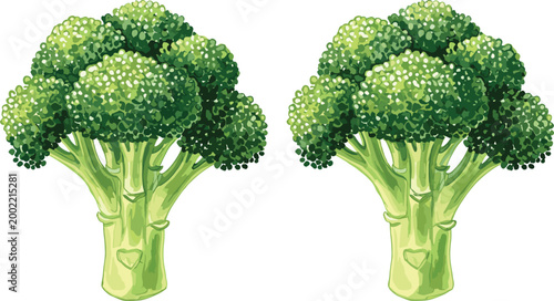 Fresh Green Broccoli Vegetable Illustration Set Organic Healthy Food Ingredient Isolated Nutrition Farm Produce Vector Collection