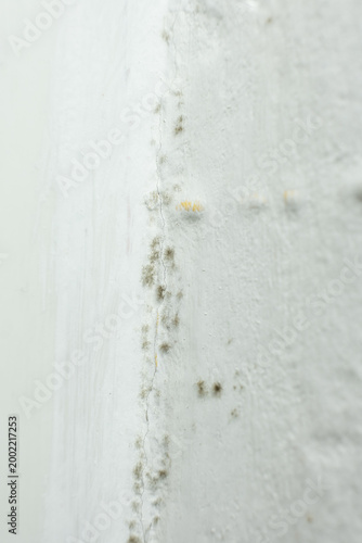 Cuadro en lienzo Black mold and mildew growing on white wall corner.