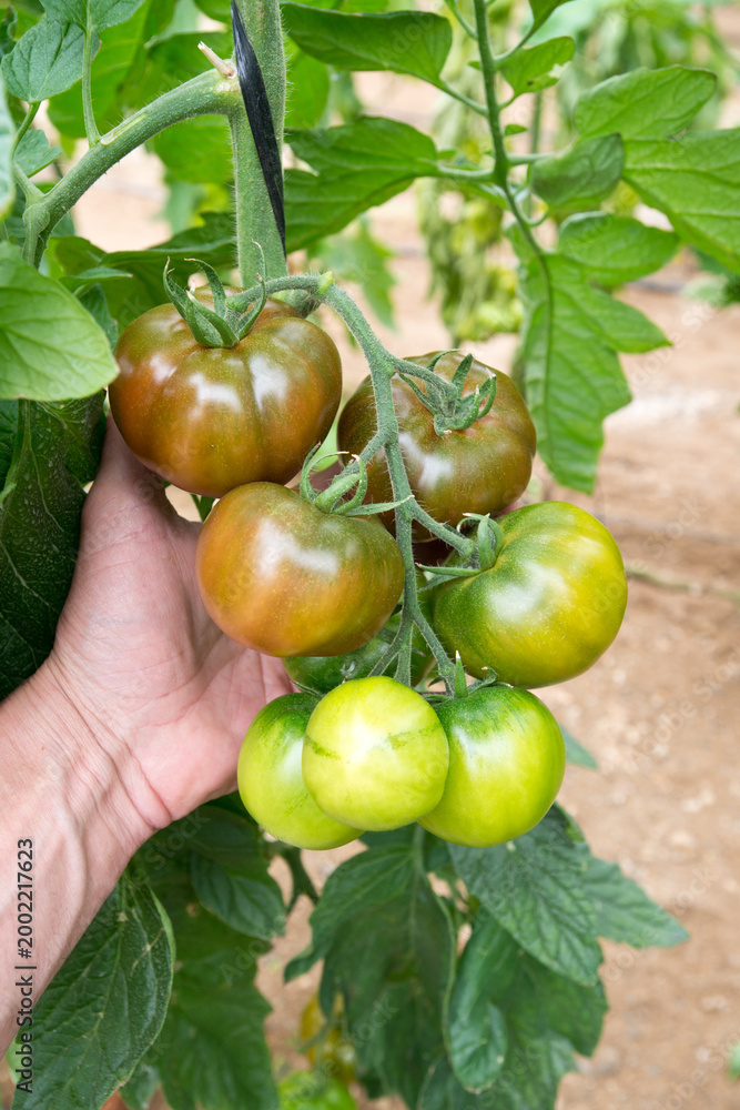 Fototapeta premium Tomates hand picking ripening heirloom tomatoes on vine